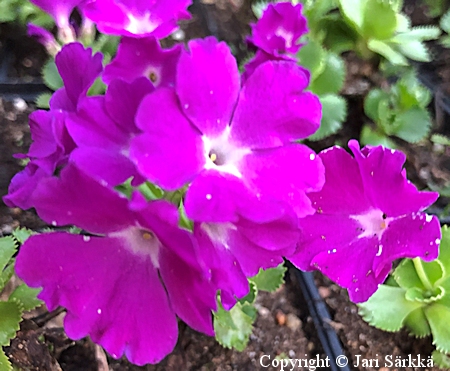 Primula × forsteri 'Dianne', esikko